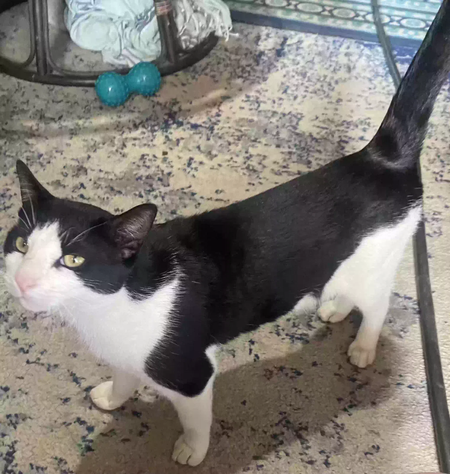 Lost cat in Slidell, LA, 70458