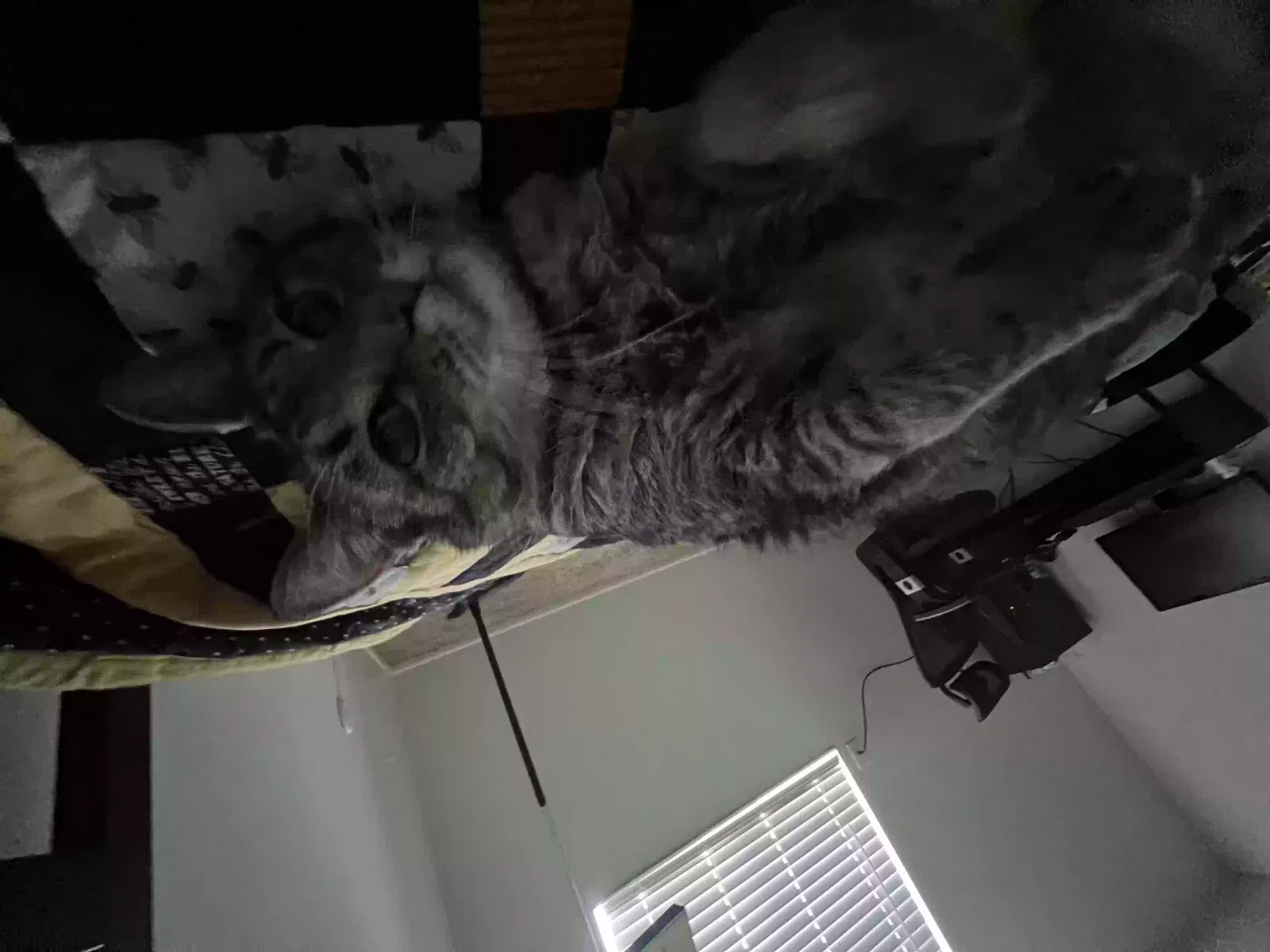 Lost cat in Salt Lake City, UT, 84107