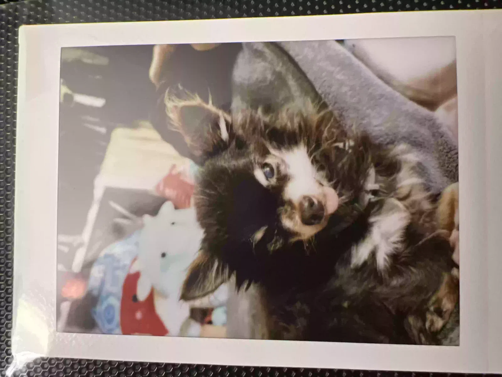 Lost dog in Williamstown, NJ, 8094