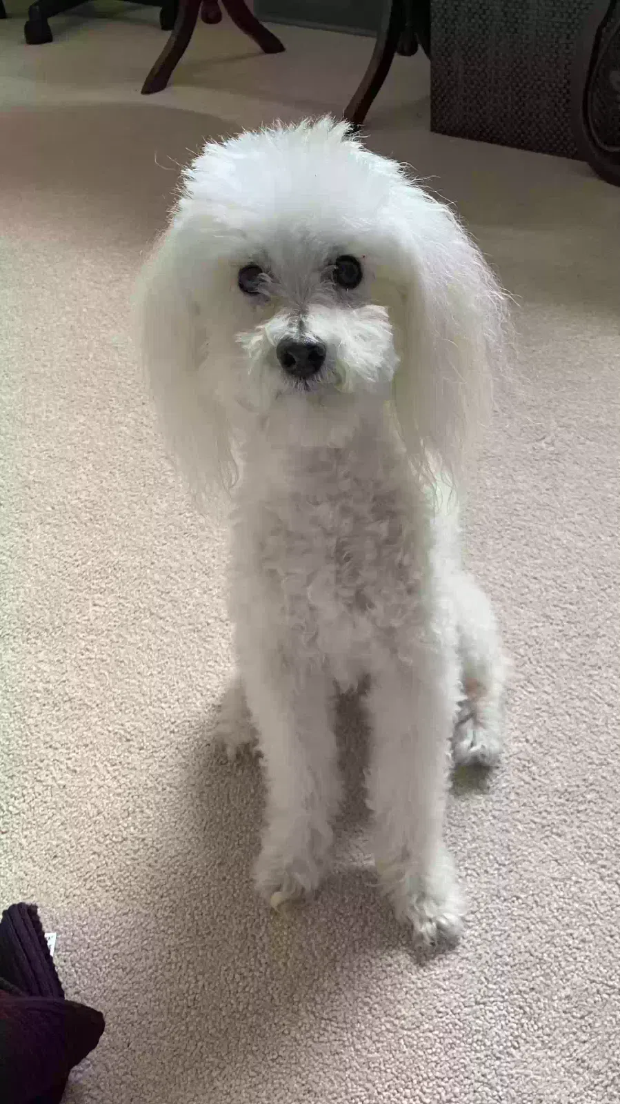 Lost dog in Garland, TX, 75042