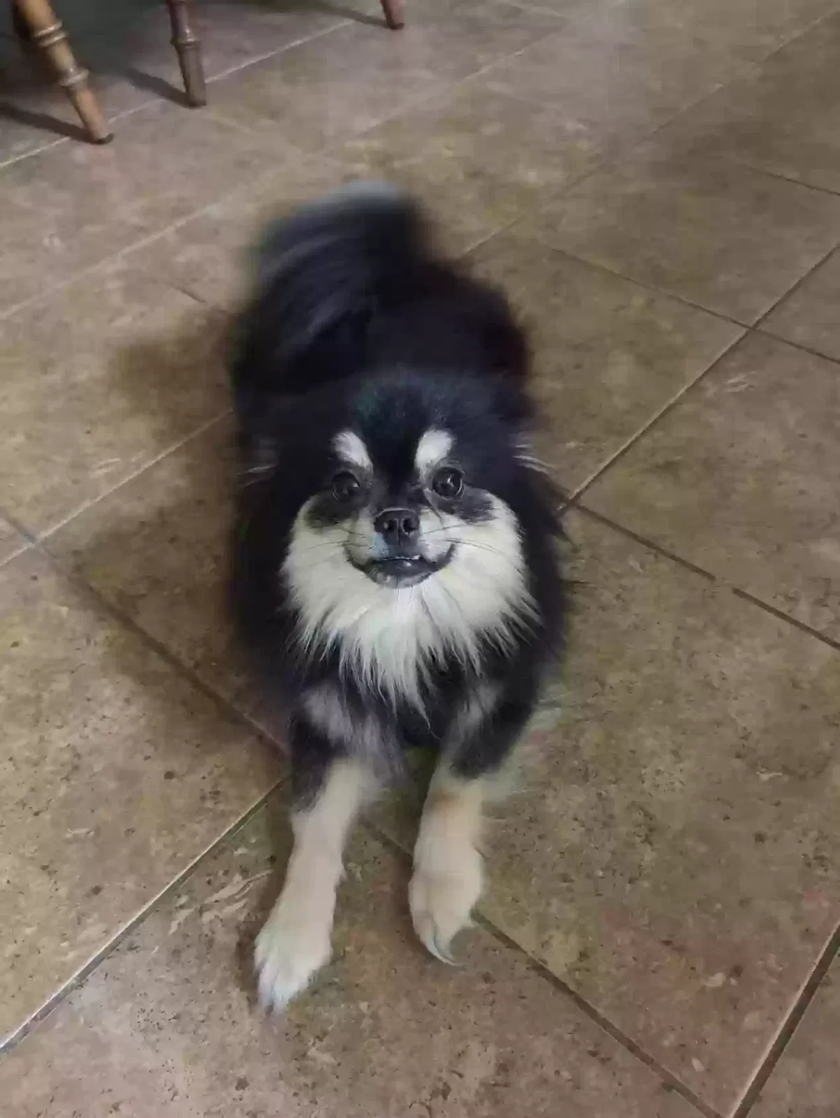 Lost dog in West Point, NY, 10996