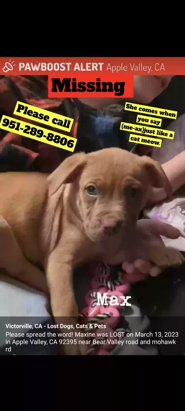 Lost dog in Apple Valley, CA, 92308