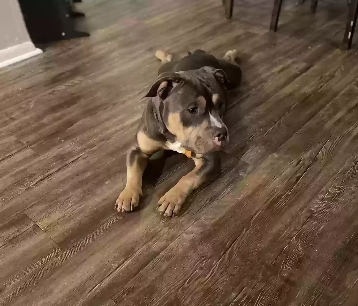 Lost dog in Orlando, FL, 32810