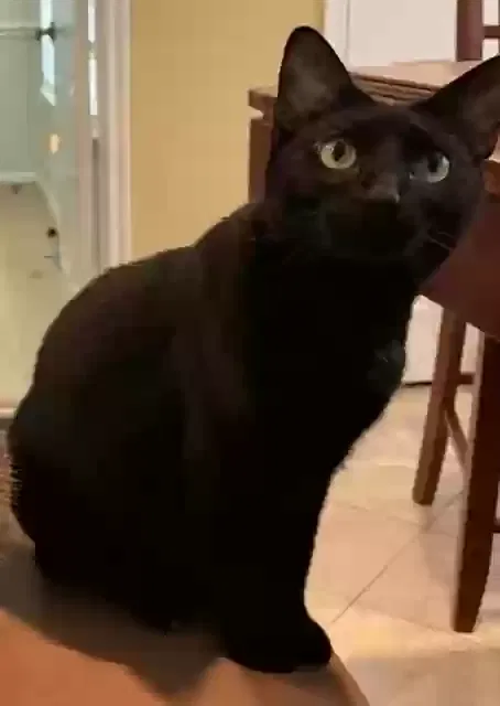 Lost cat in Spring, TX, 77382