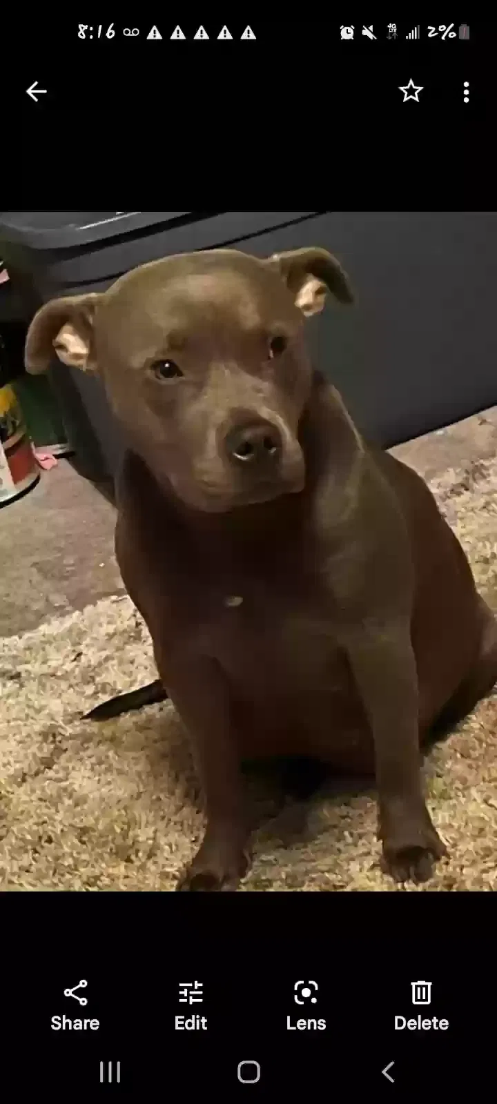 Lost dog in Joplin, MO, 64801