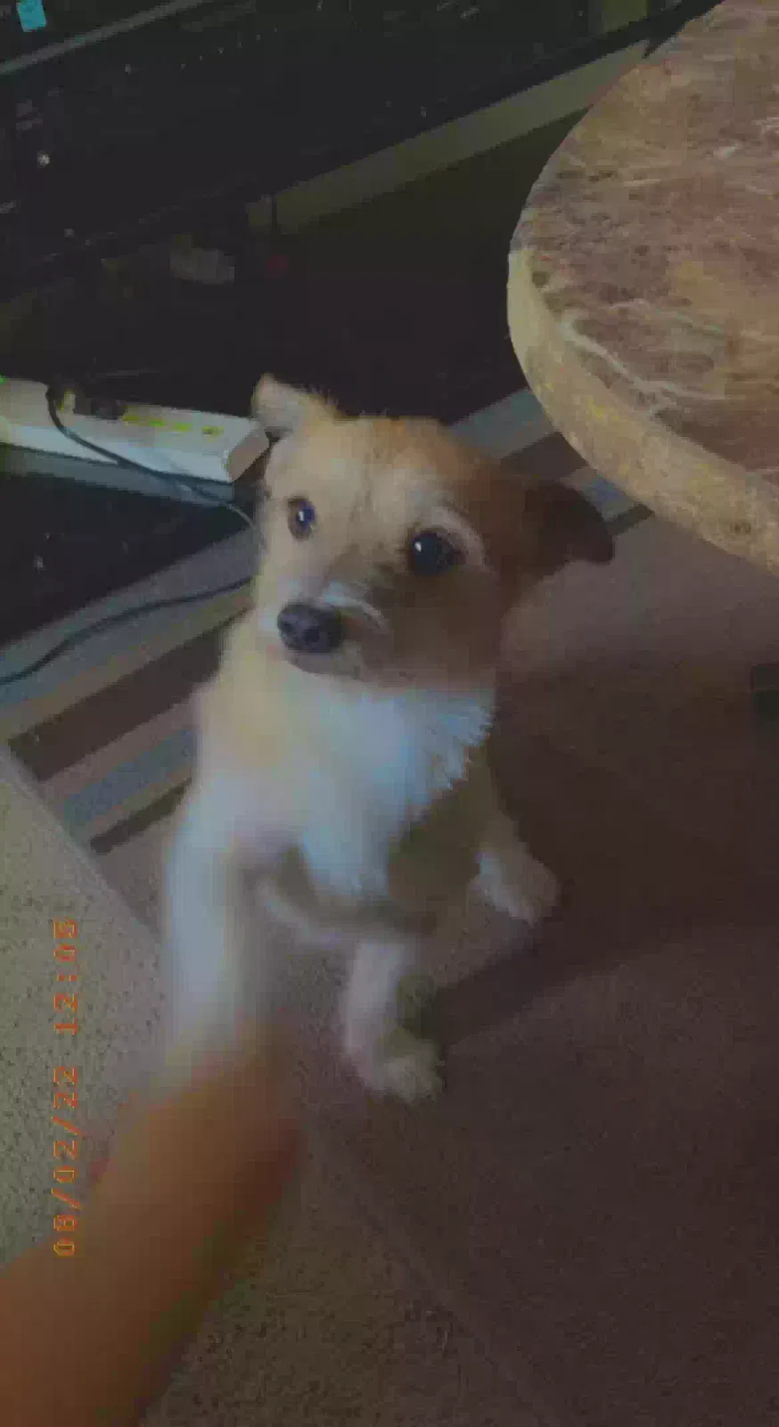 Lost dog in Reedley, CA, 93654