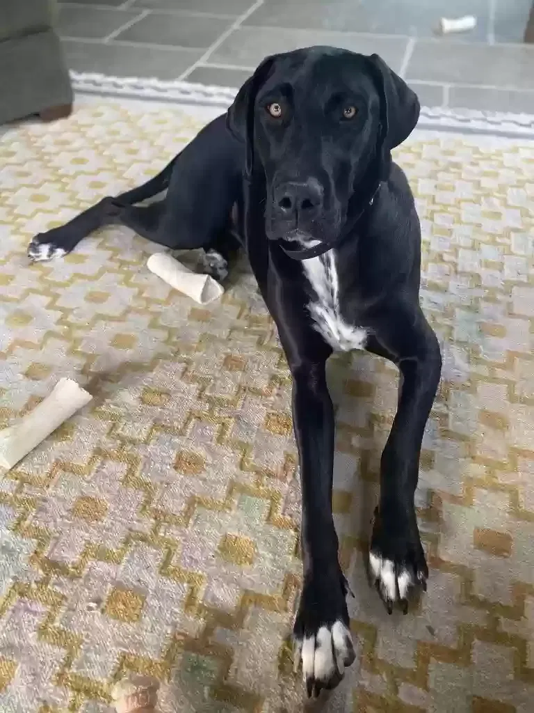 Lost dog in Milwaukee, WI, 53217