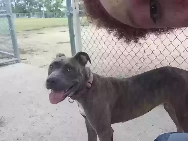 Lost dog in Aurora, CO, 80010