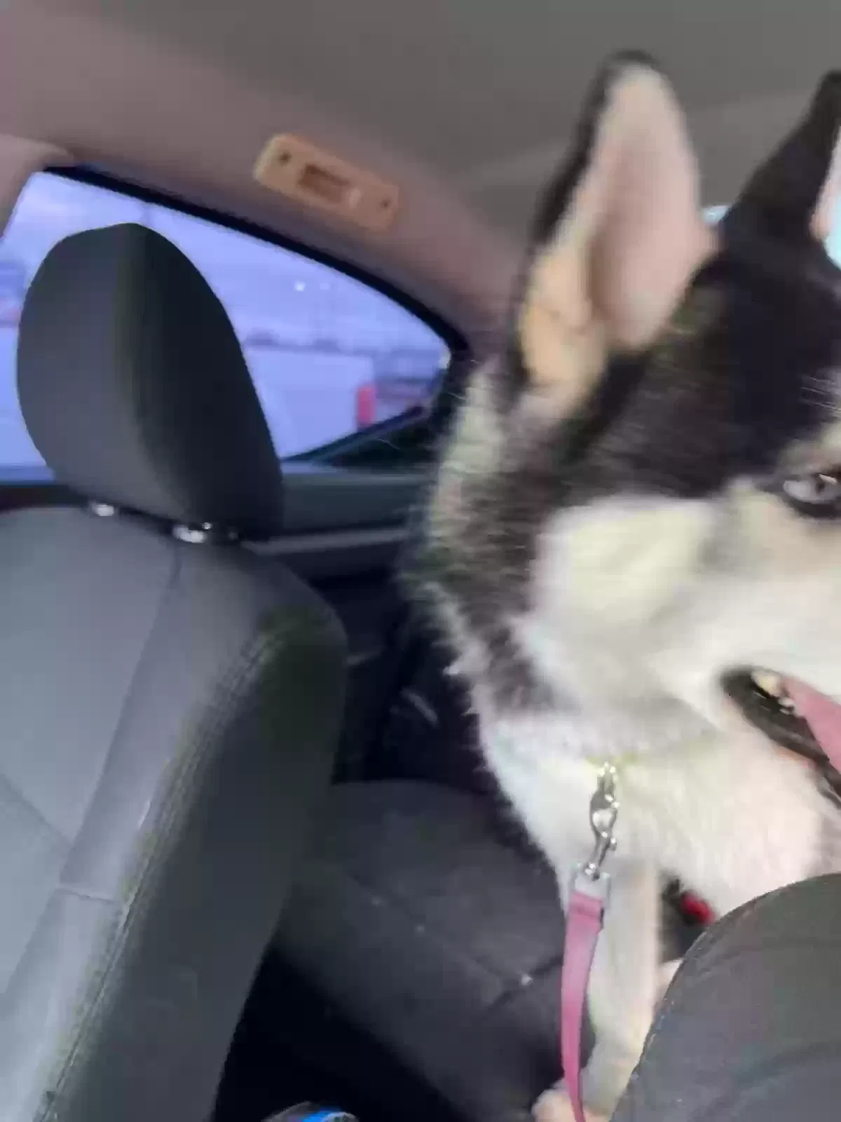 Lost dog in Tulsa, OK, 74145