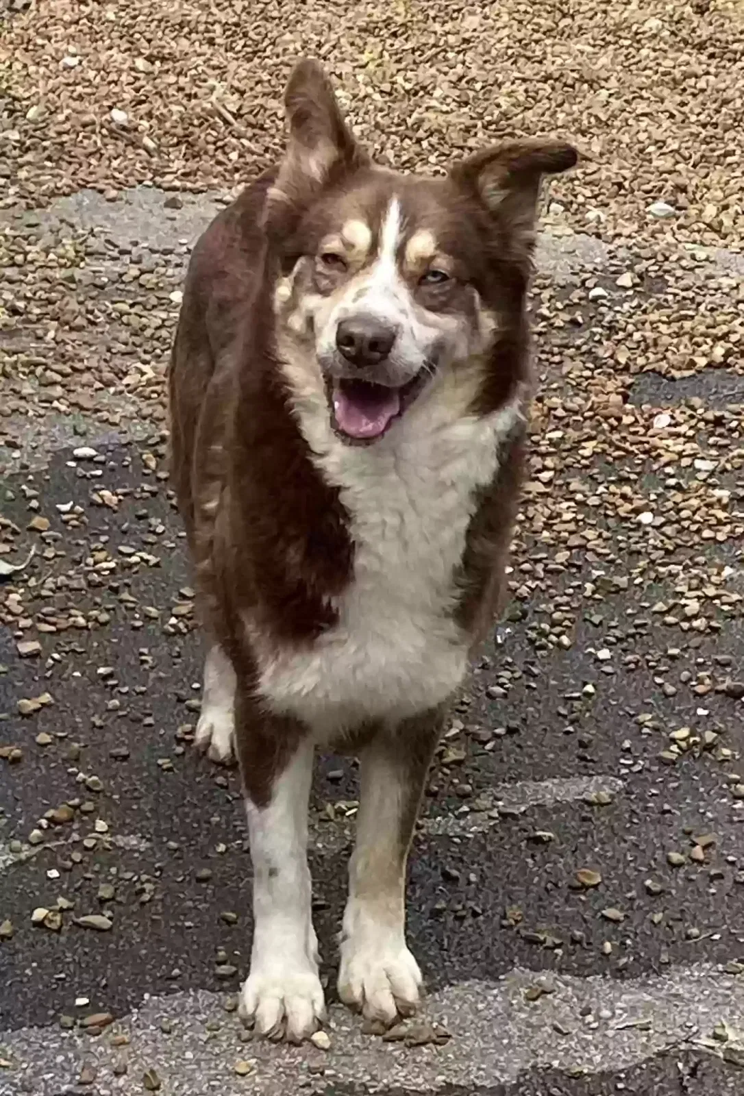 Lost dog in Hixson, TN, 37343