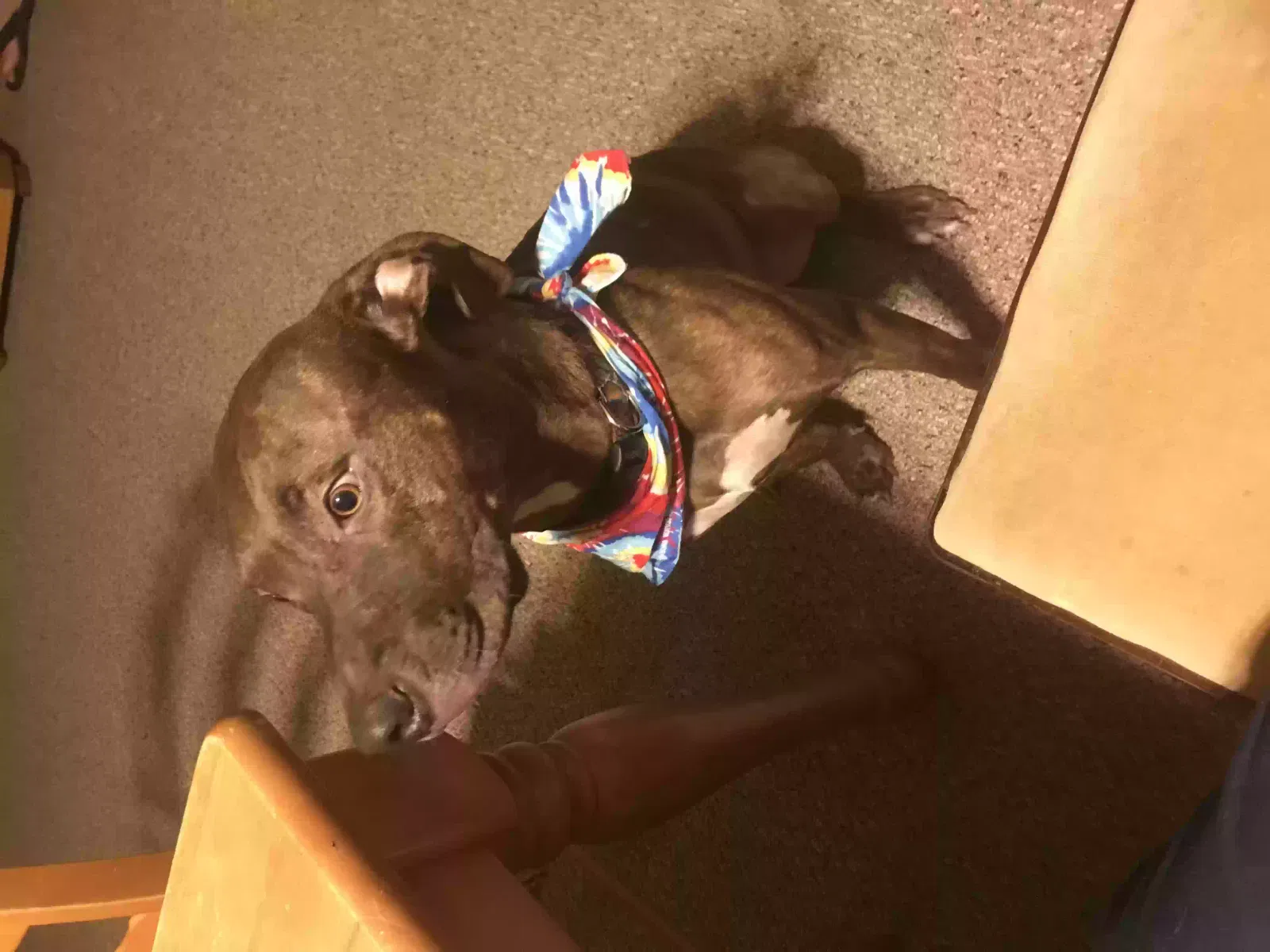 Lost dog in Land O Lakes, FL, 34639