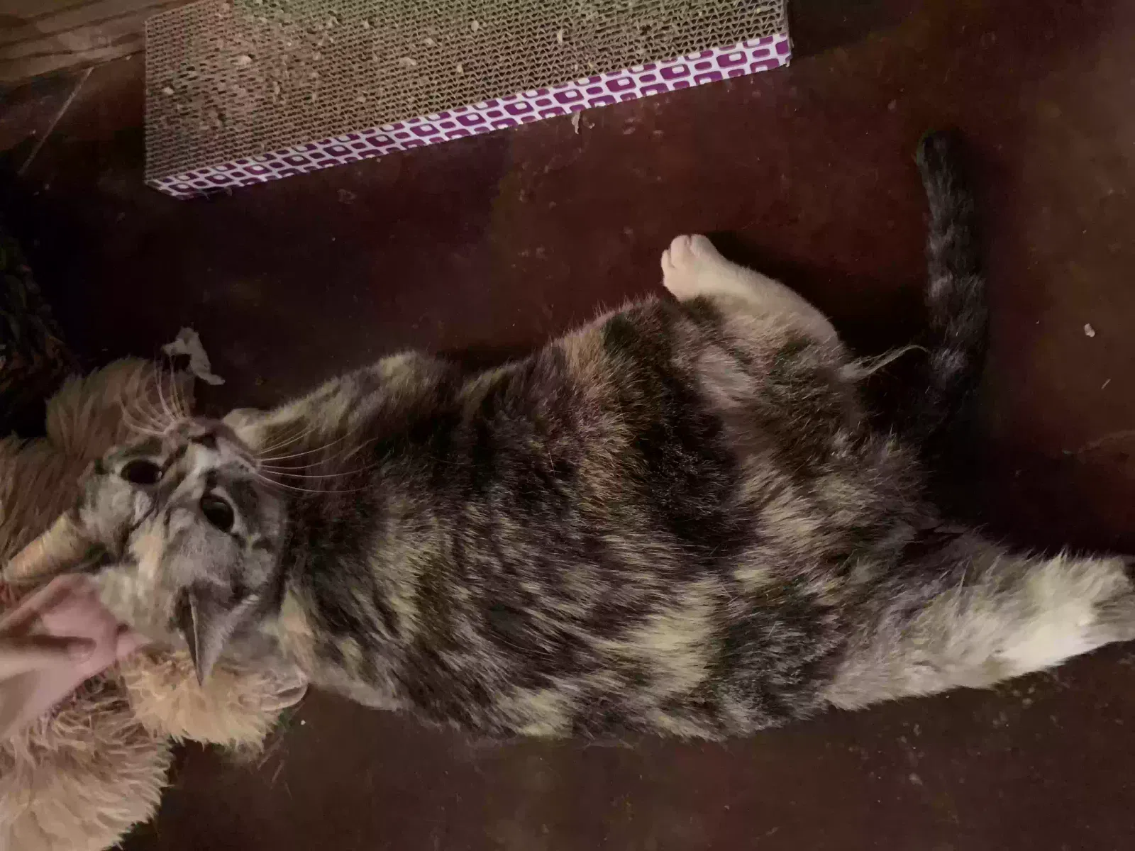 Found cat in Alexandria, LA, 71303