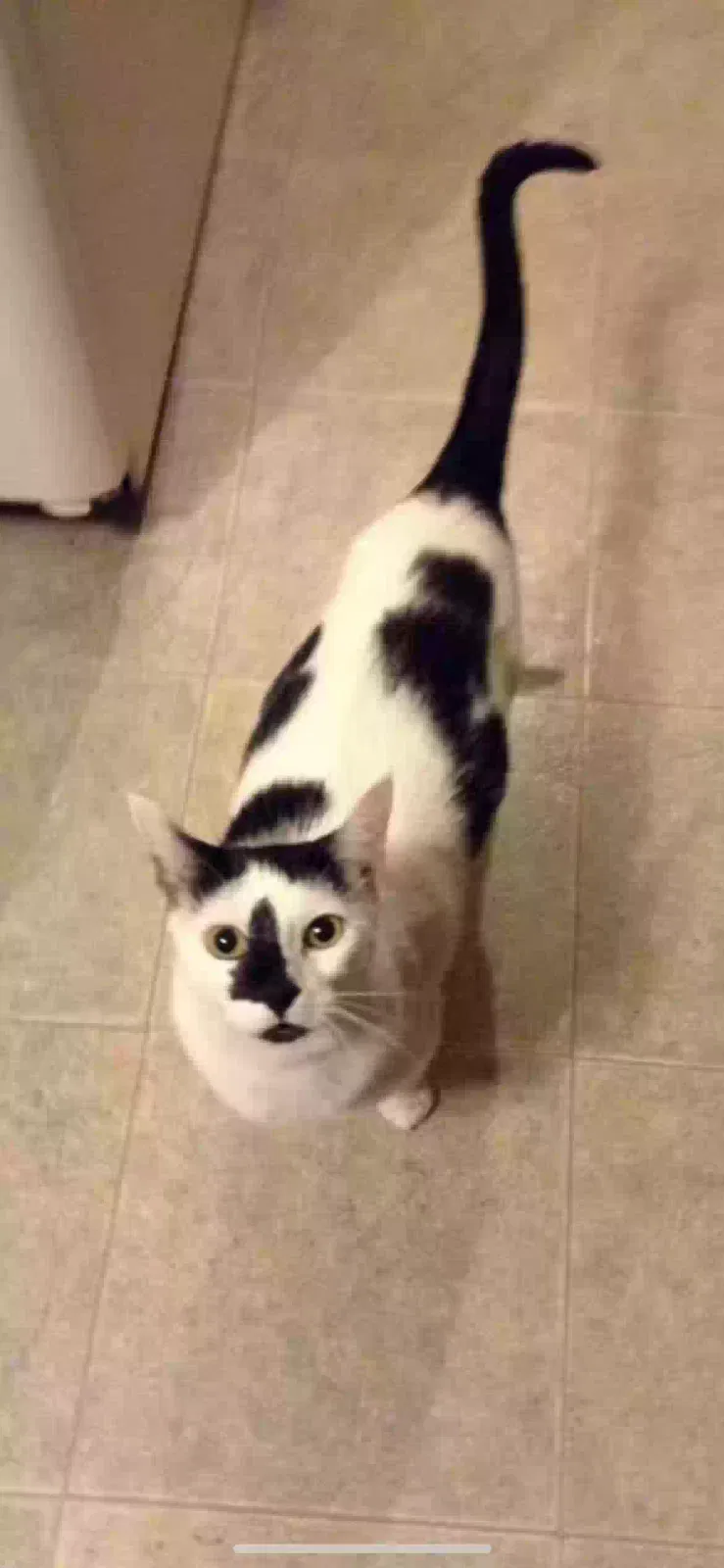 Lost cat in Saint Paul, MN, 55107