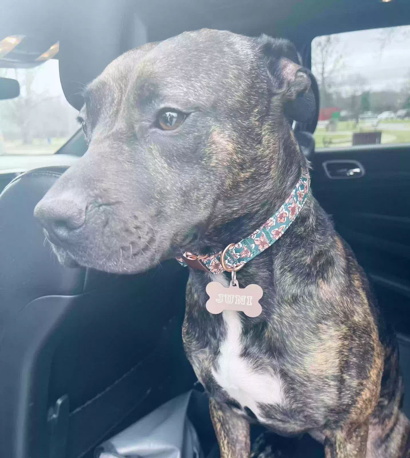 Lost dog in Chattanooga, TN, 37403
