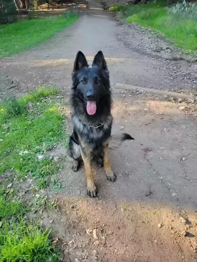 Lost dog in Pomona, CA, 91766