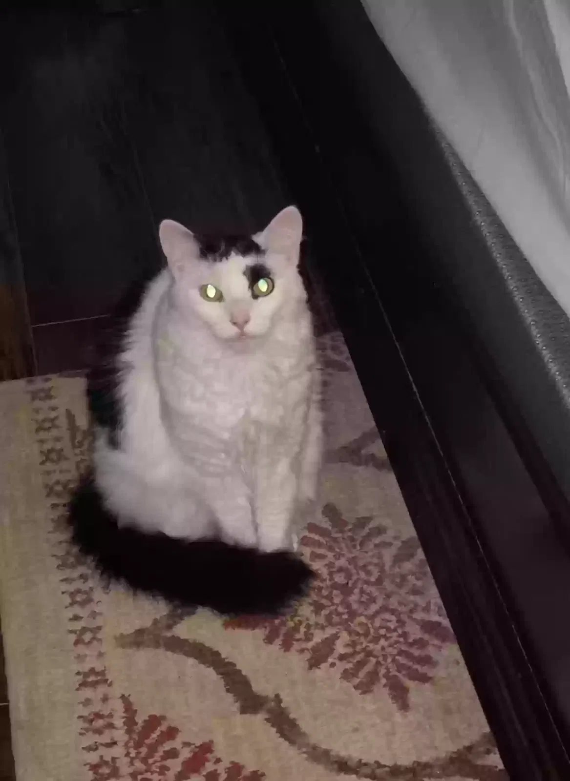 Lost cat in Suwanee, GA, 30024