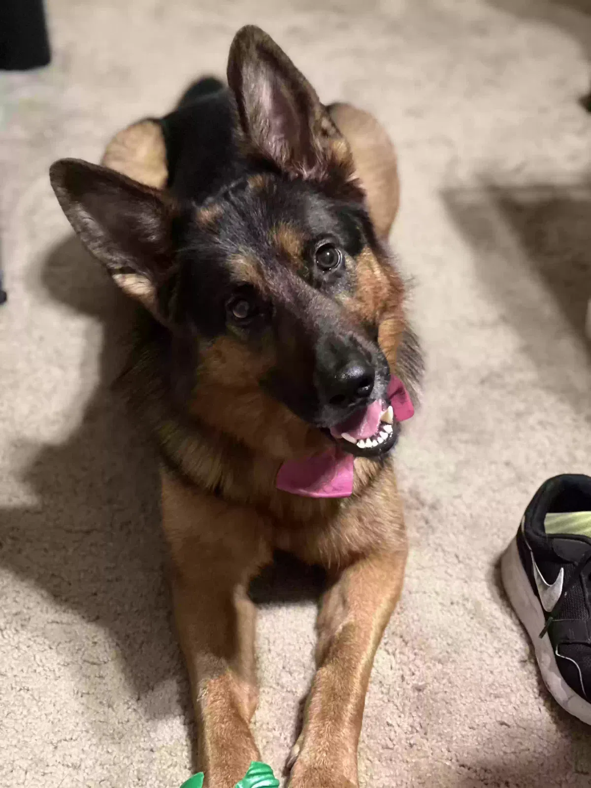 Lost dog in Modesto, CA, 95355