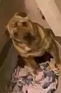 Lost dog in Buckeye, AZ, 85326