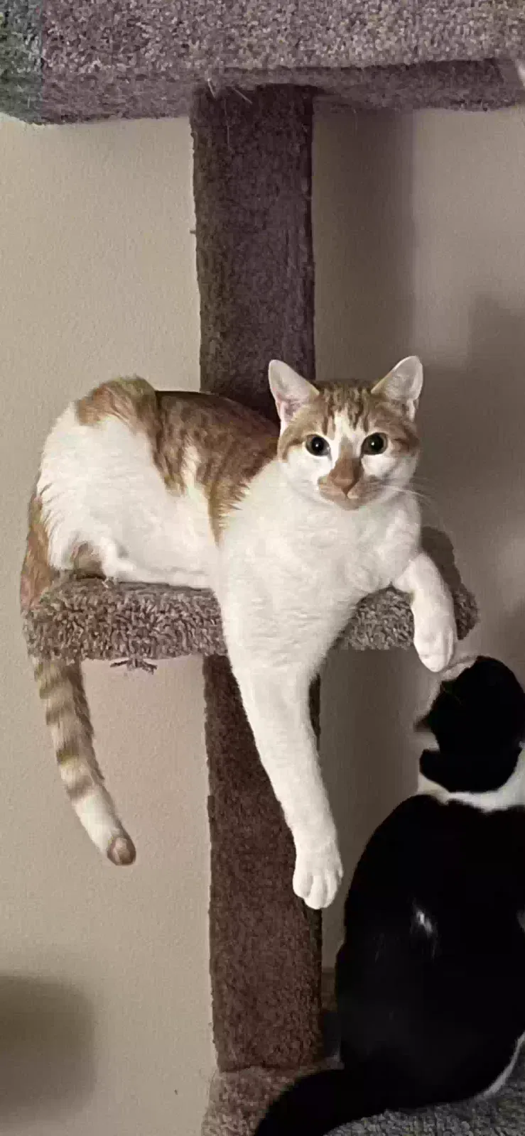 Lost cat in Portland, OR, 97266