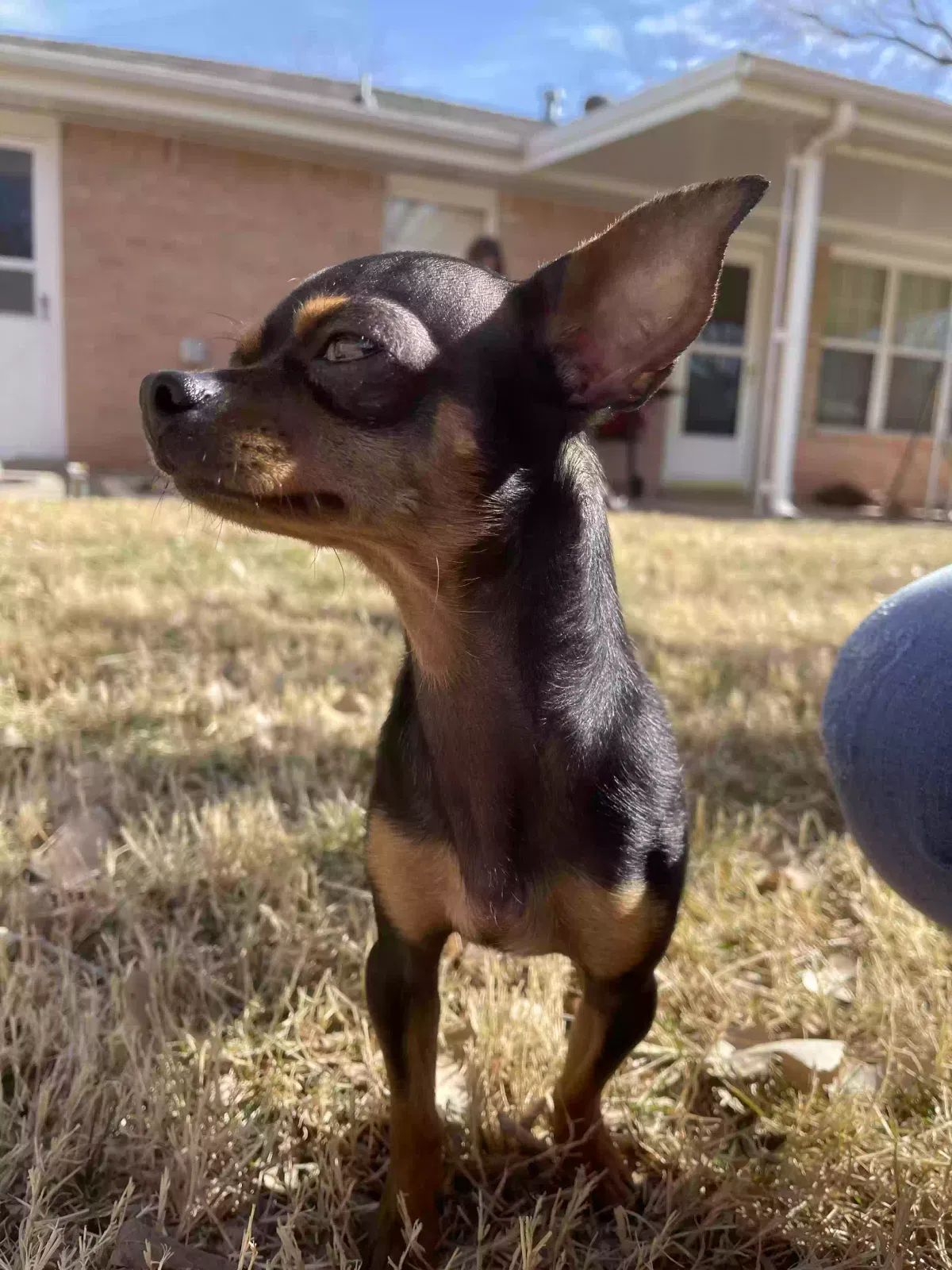 Lost dog in Amarillo, TX, 79110