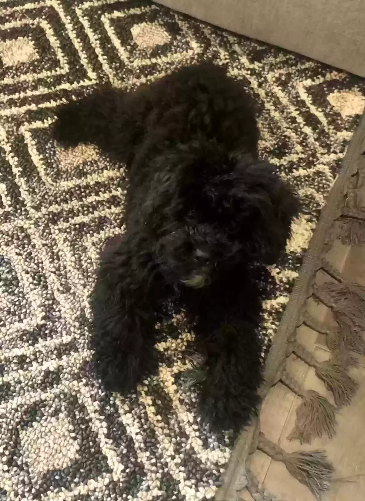 Lost dog in Cleveland, TX, 77327