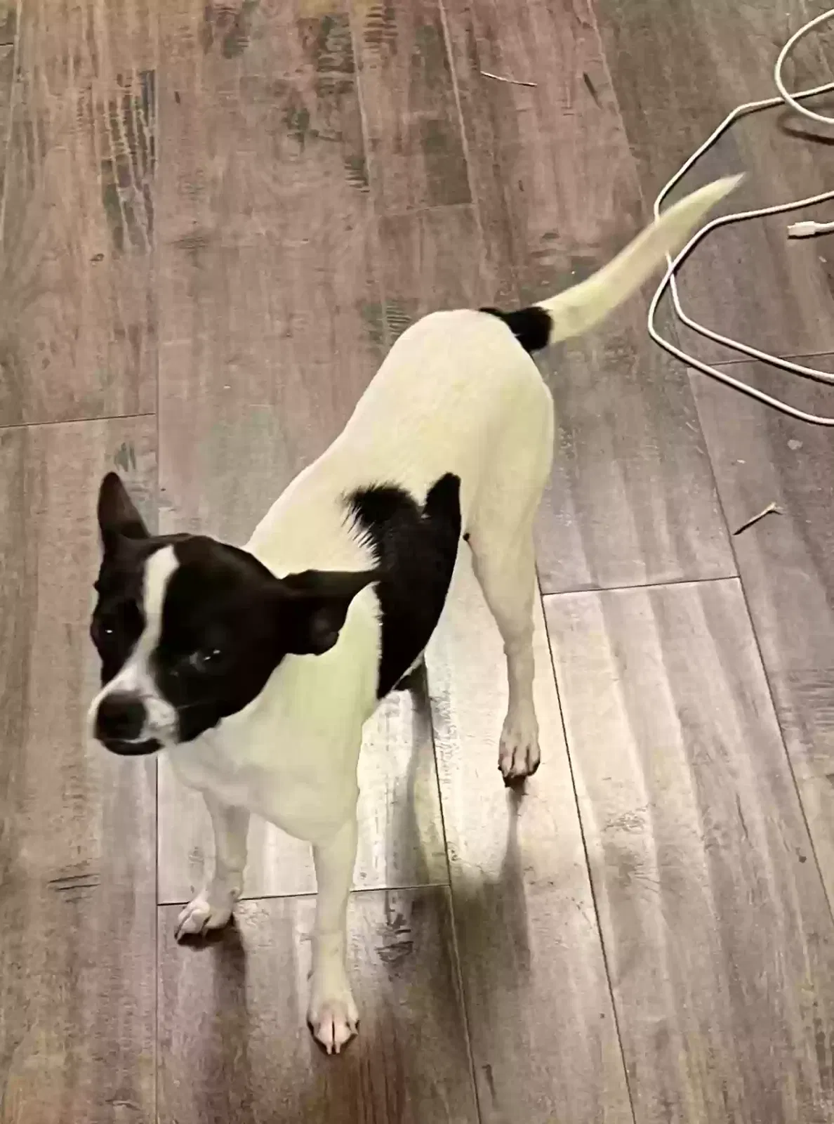 Lost dog in Sugar Land, TX, 77498