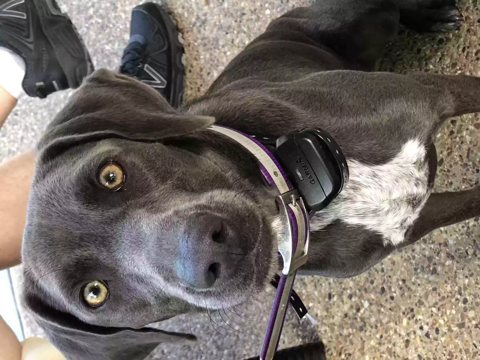 Lost dog in Blum, TX, 76627