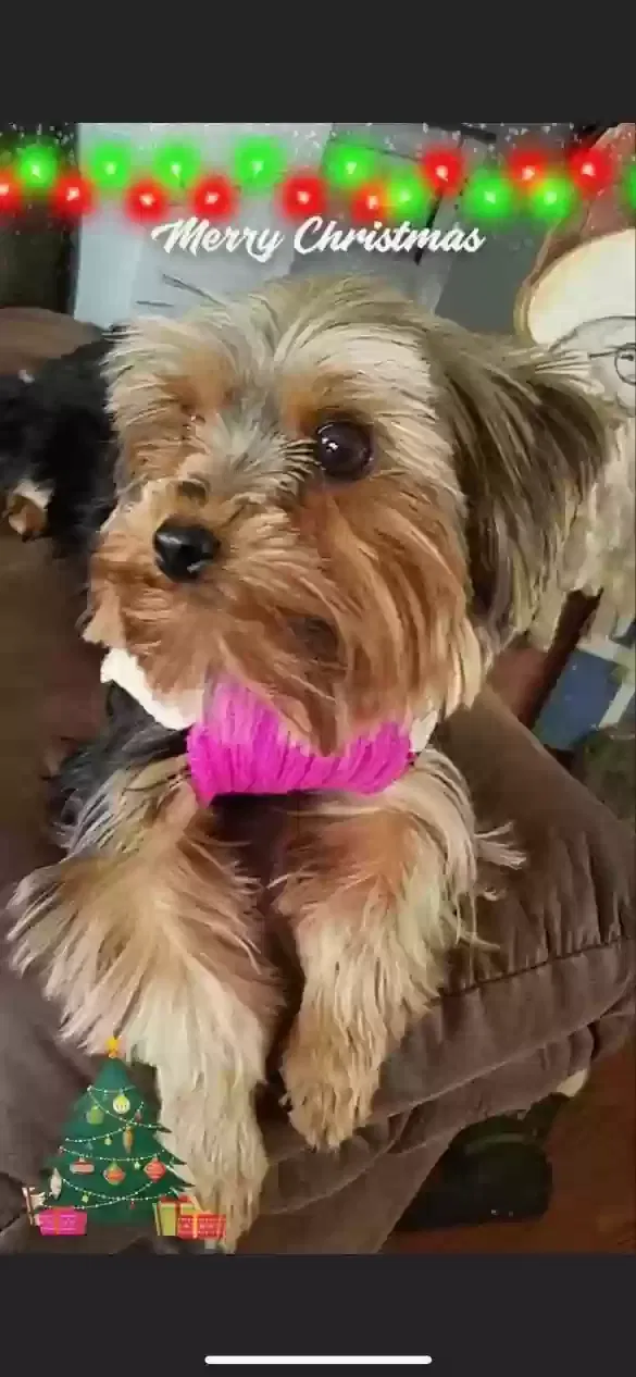Lost dog in Corpus Christi, TX, 78412
