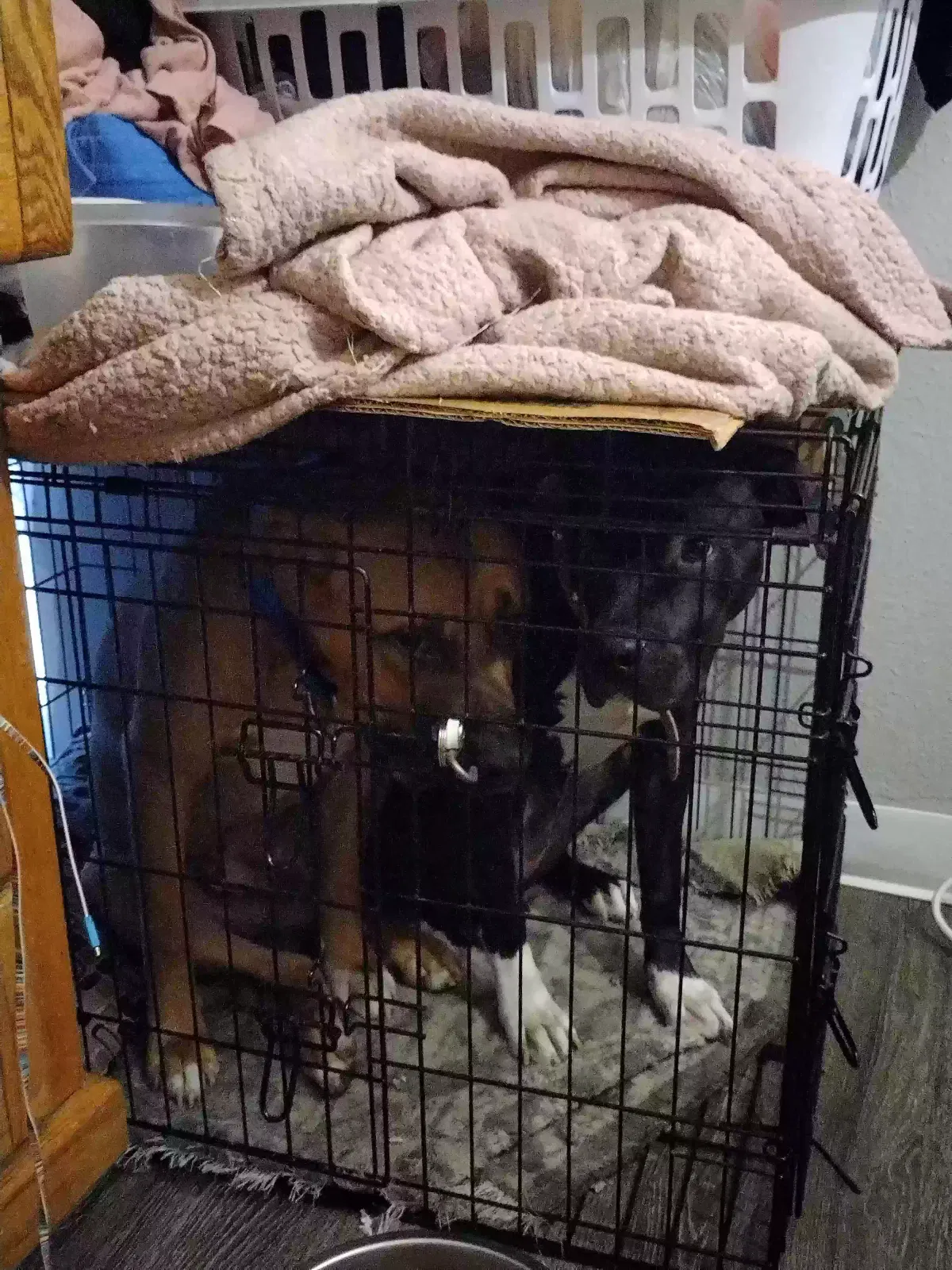 Lost dog in Denver, CO, 80206
