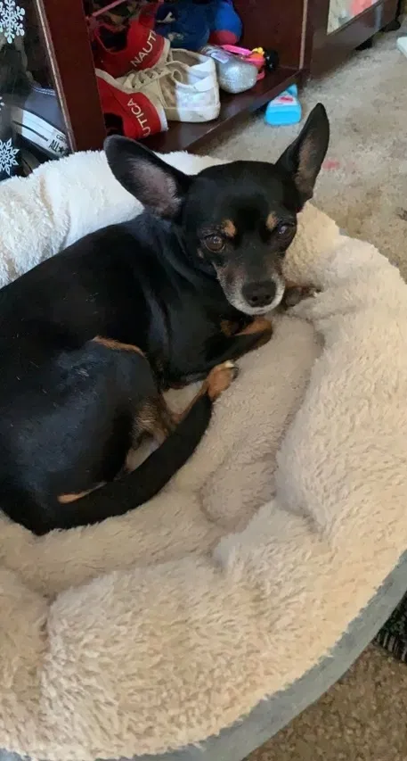 Lost dog in Sun Valley, CA, 91352