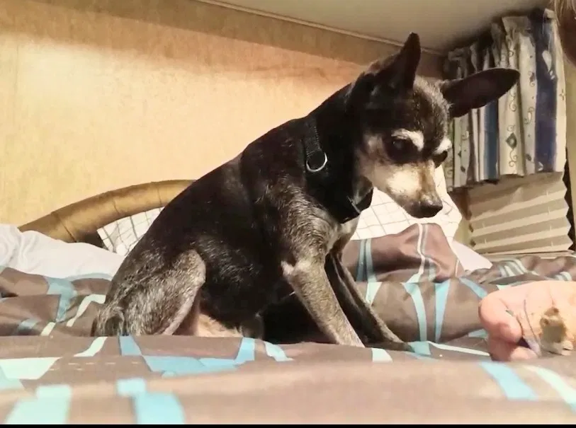 Lost dog in Oklahoma City, OK, 73109