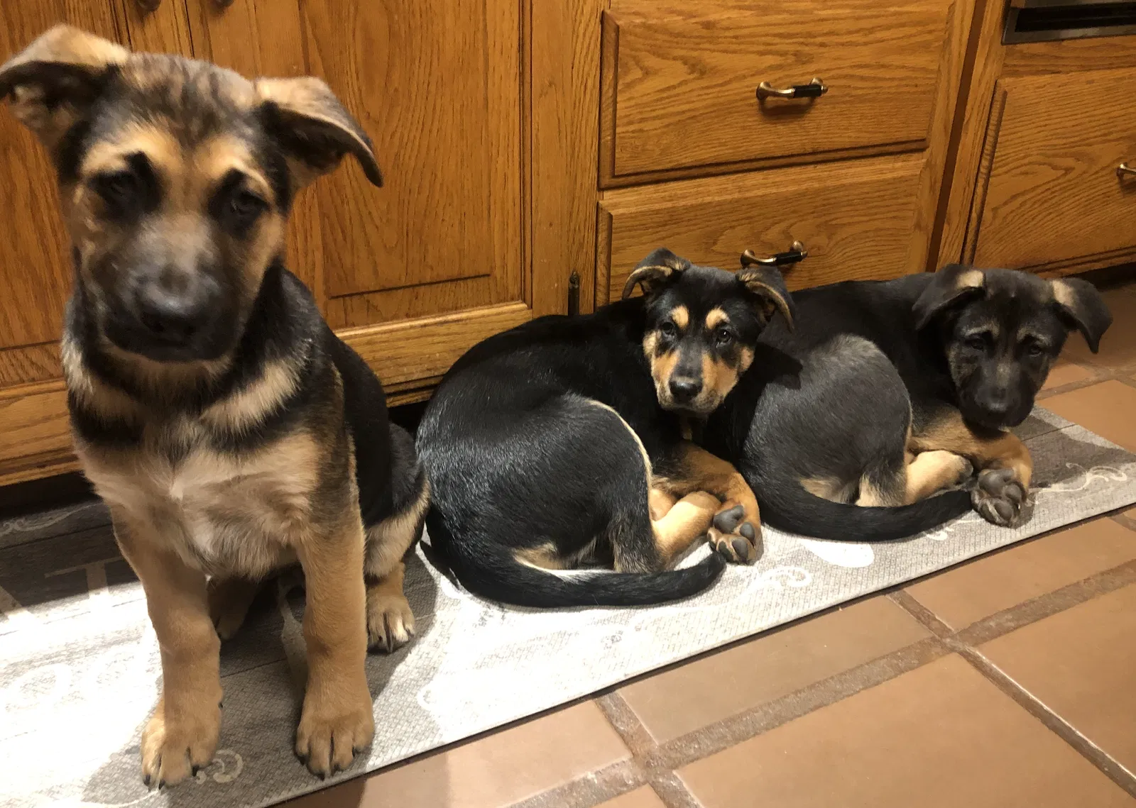 Lost dog in Badger, CA, 93603