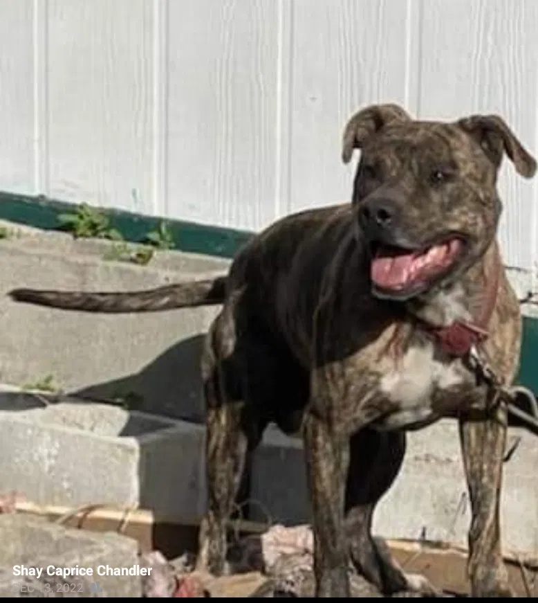 Lost dog in Florence, SC, 29501