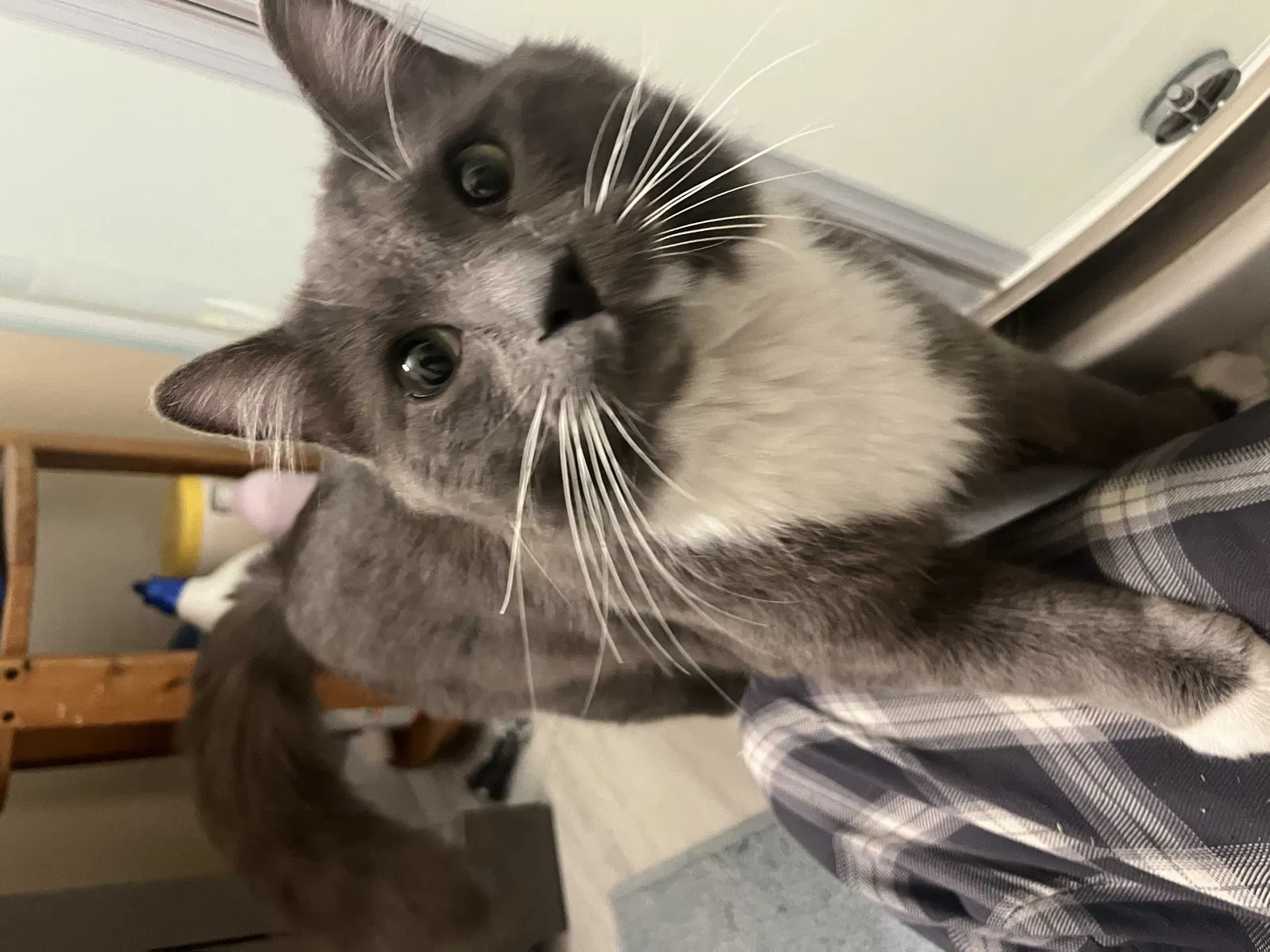 Found cat in Visalia, CA, 93277