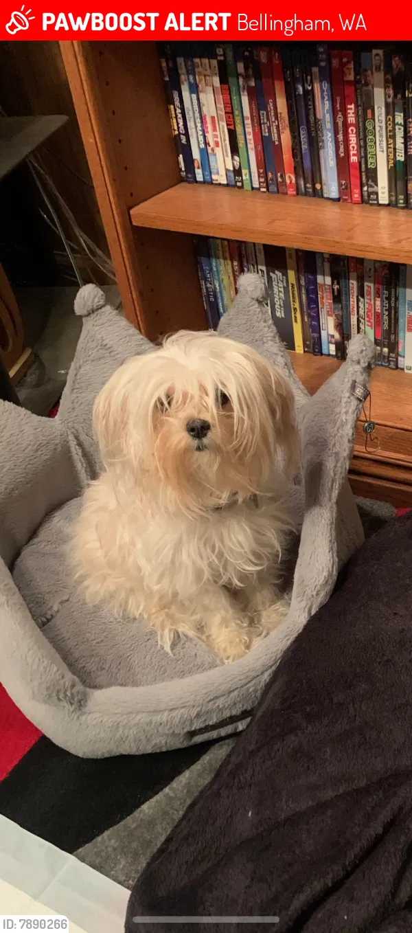 Lost dog in Bellingham, WA, 98225