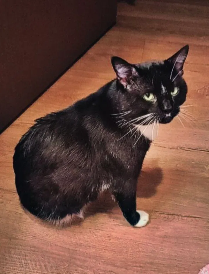Lost cat in Matthews, NC, 28105