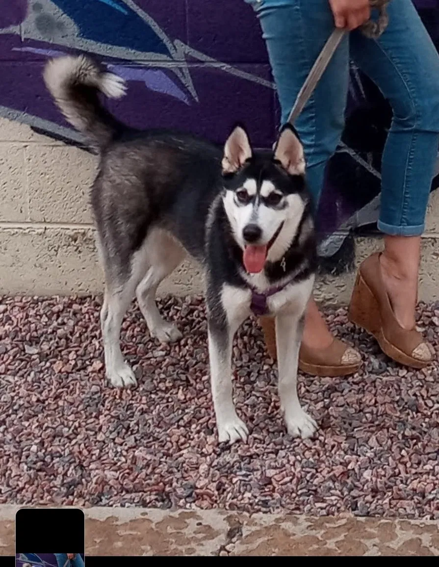Lost dog in Pueblo, CO, 81004