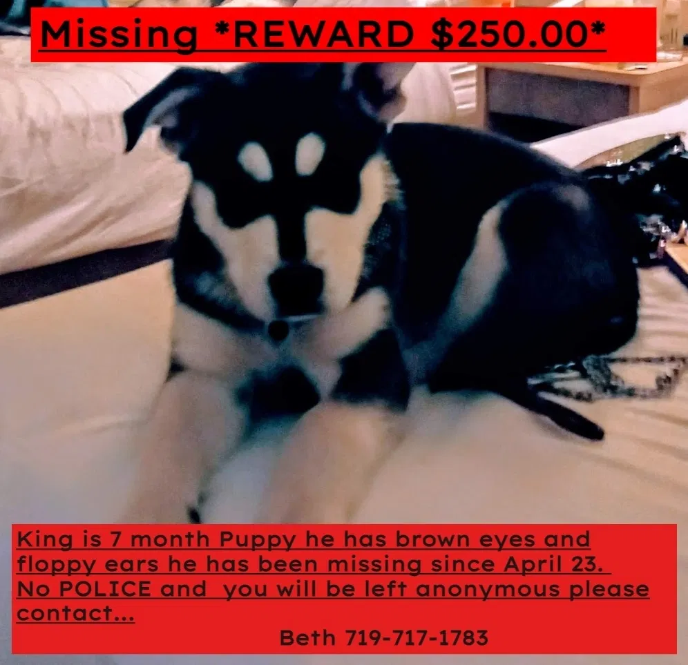 Lost dog in Pueblo, CO, 81004