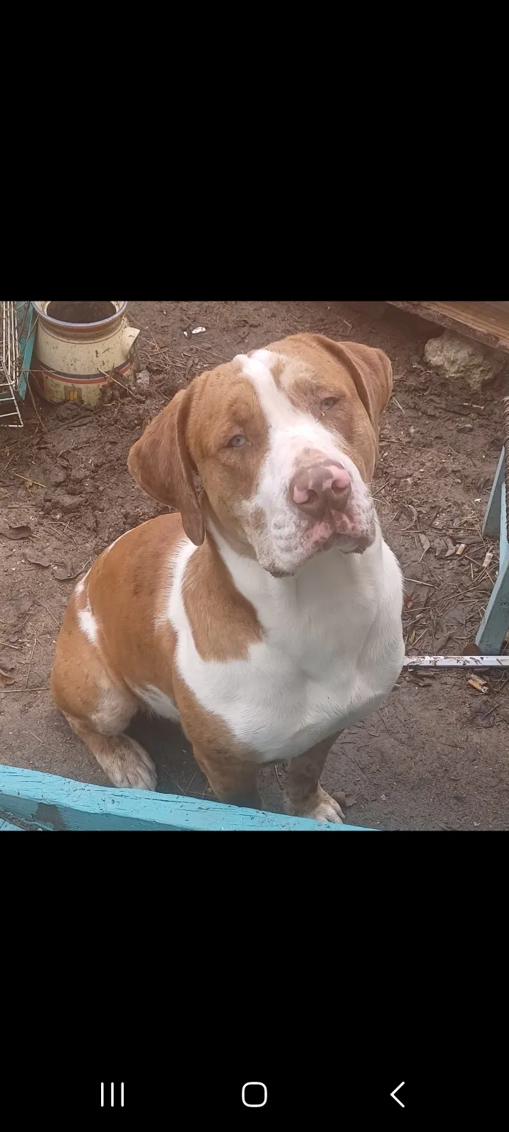 Lost dog in Killeen, TX, 76549