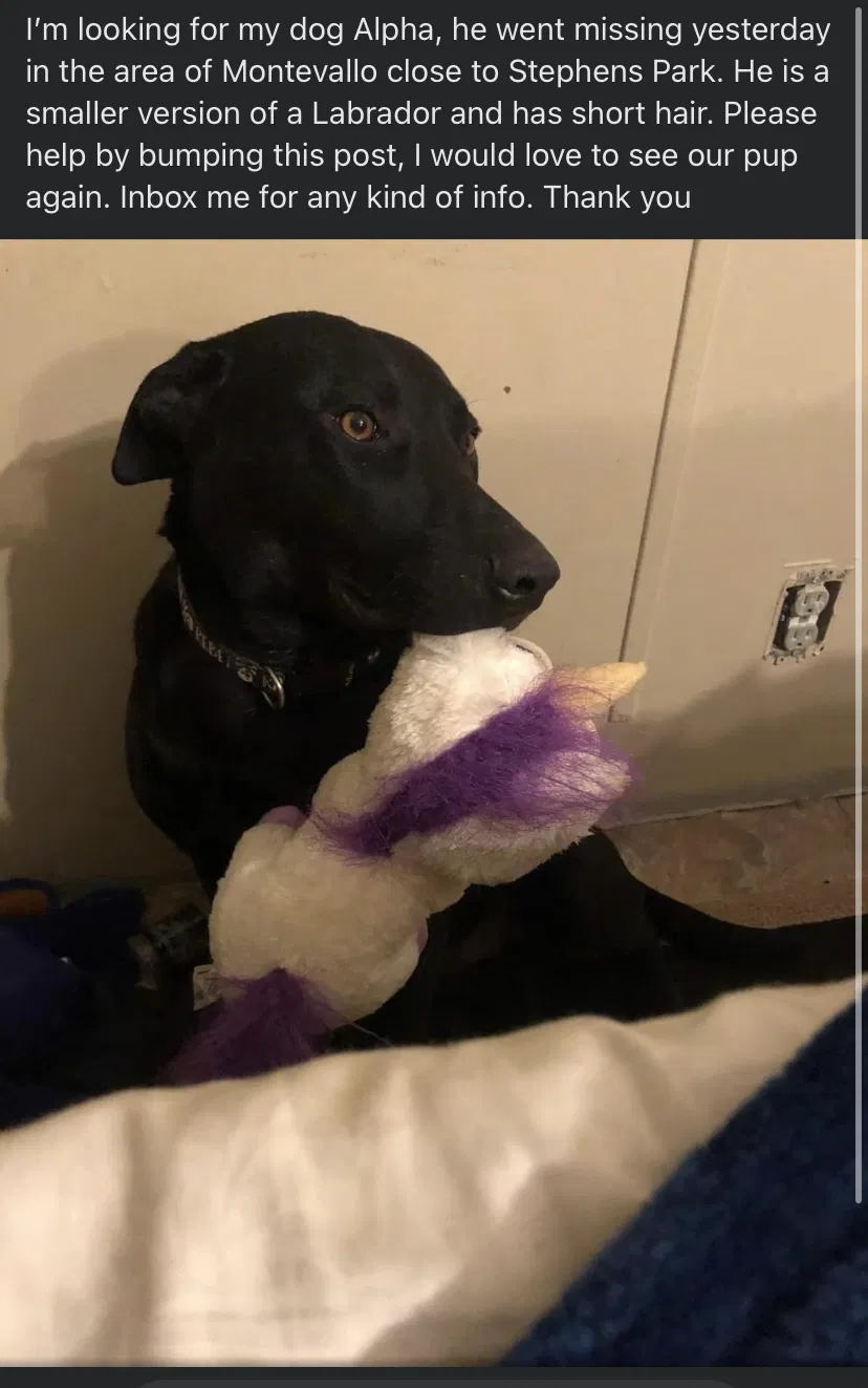 Lost dog in Montevallo, AL, 35115