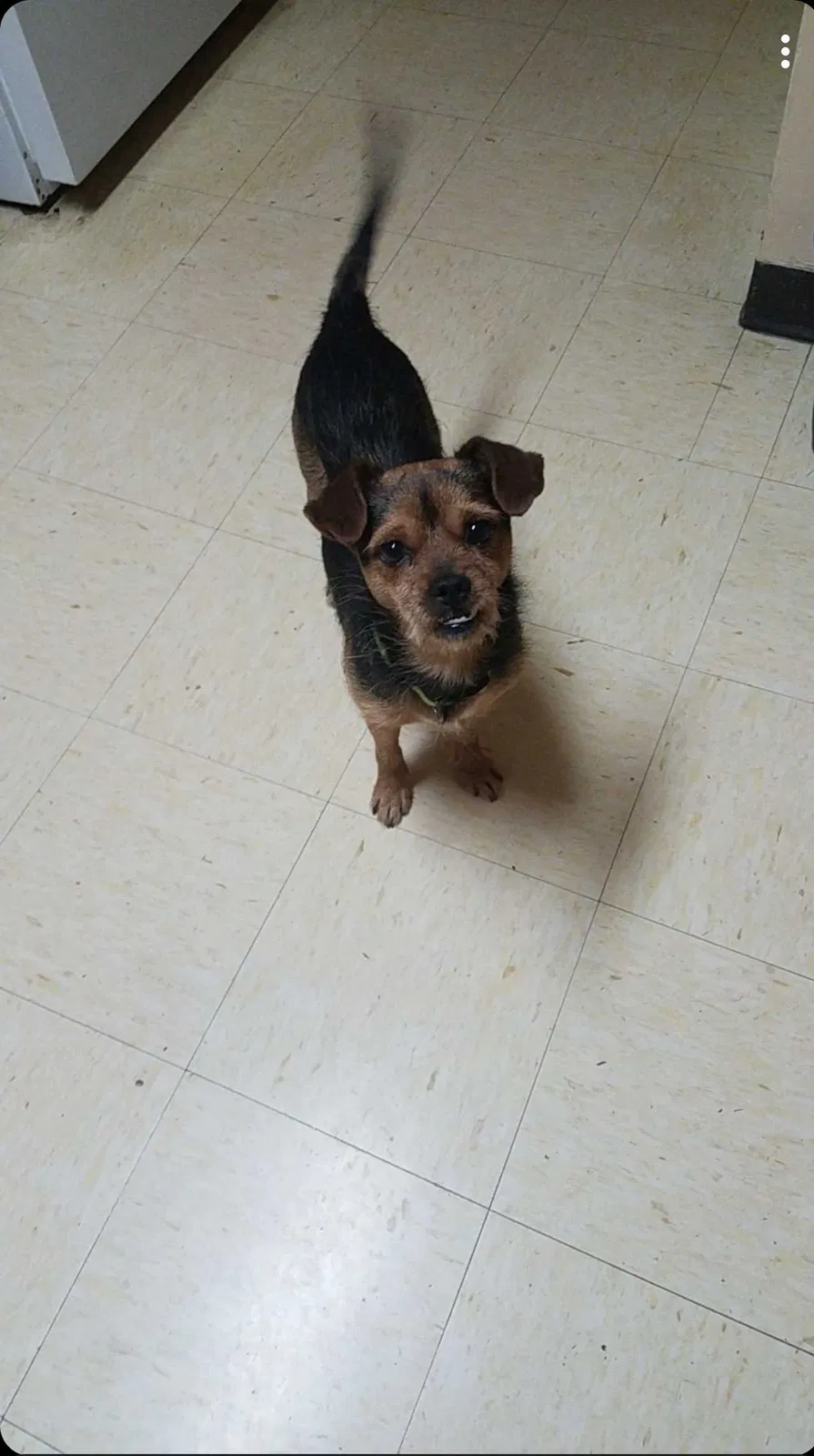 Lost dog in Sanford, NC, 27332