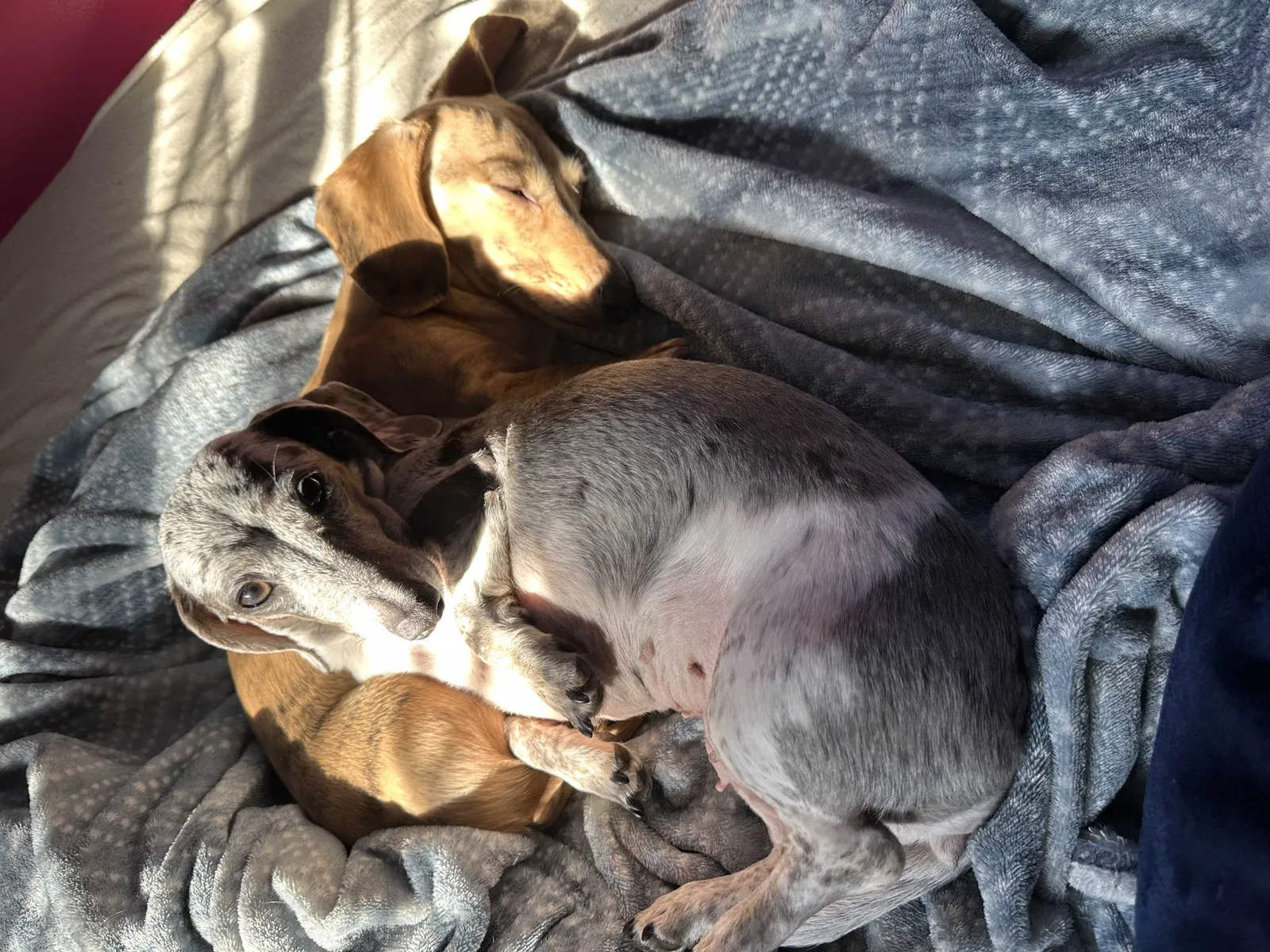 Lost dog in Gibsonia, PA, 15044
