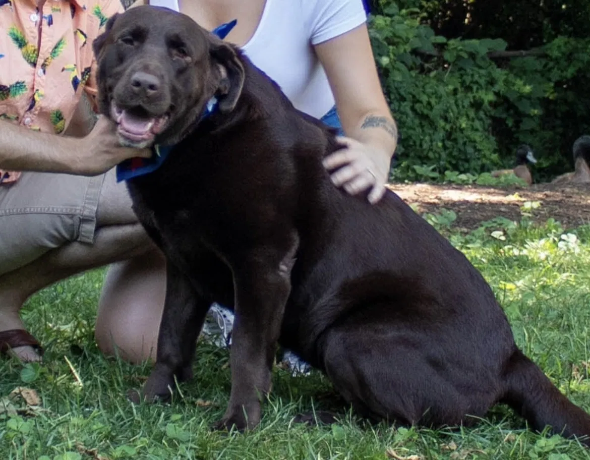 Lost dog in Hampton, VA, 23669