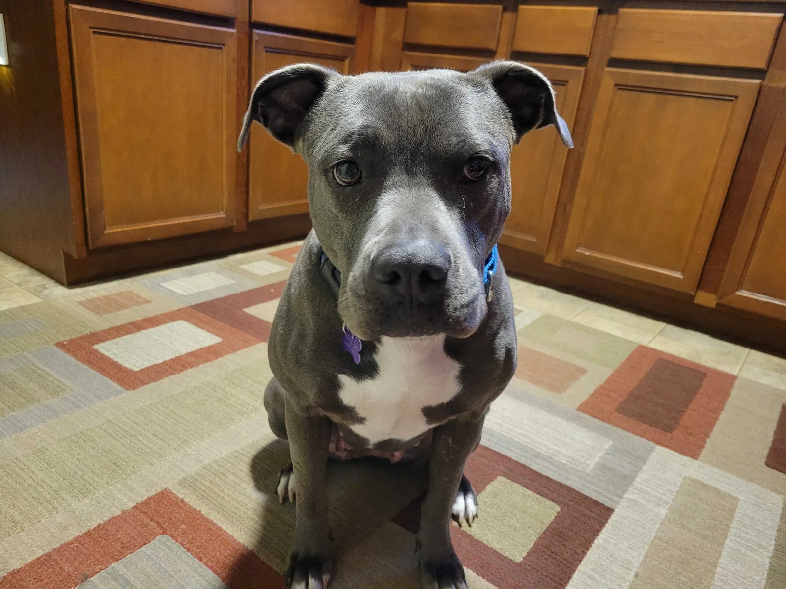 Lost dog in Chesterfield, MO, 63005