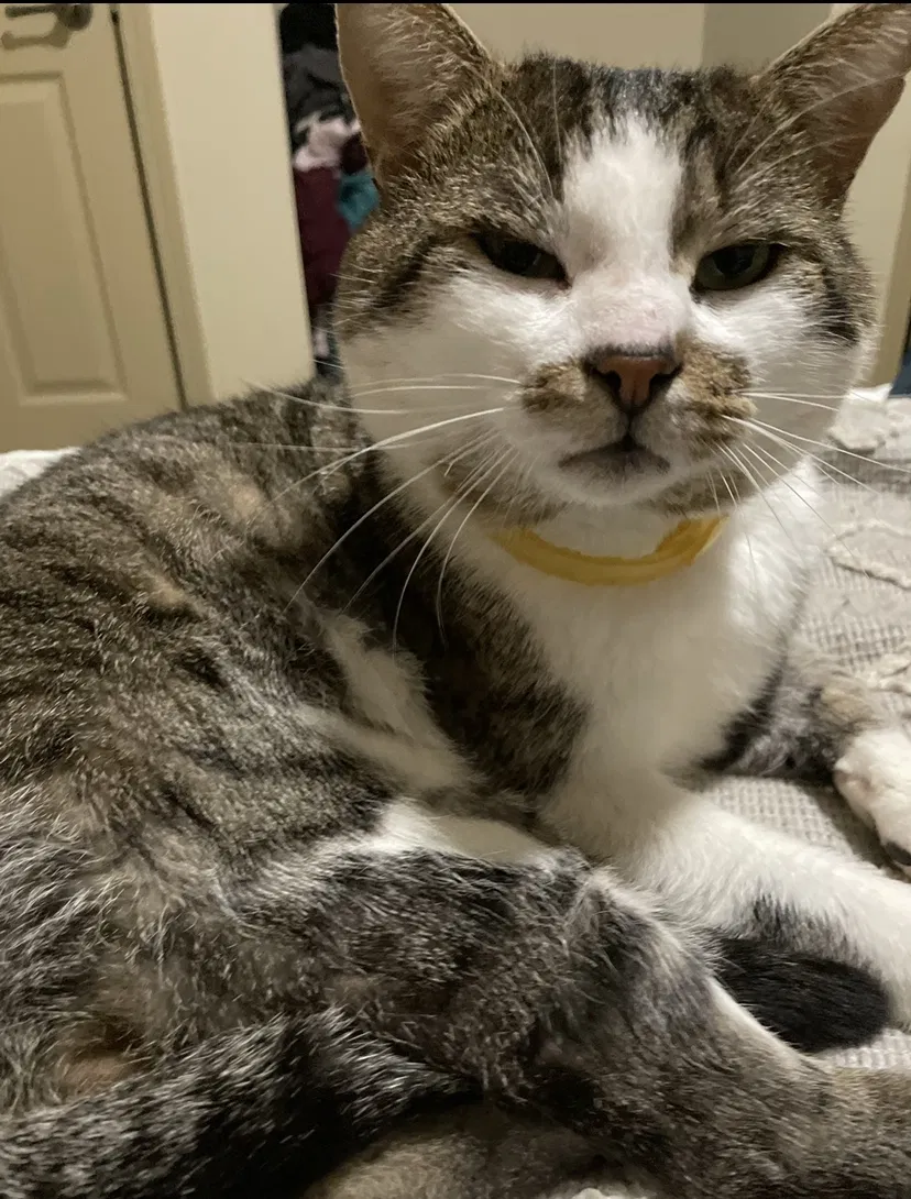 Lost cat in Gastonia, NC, 28052