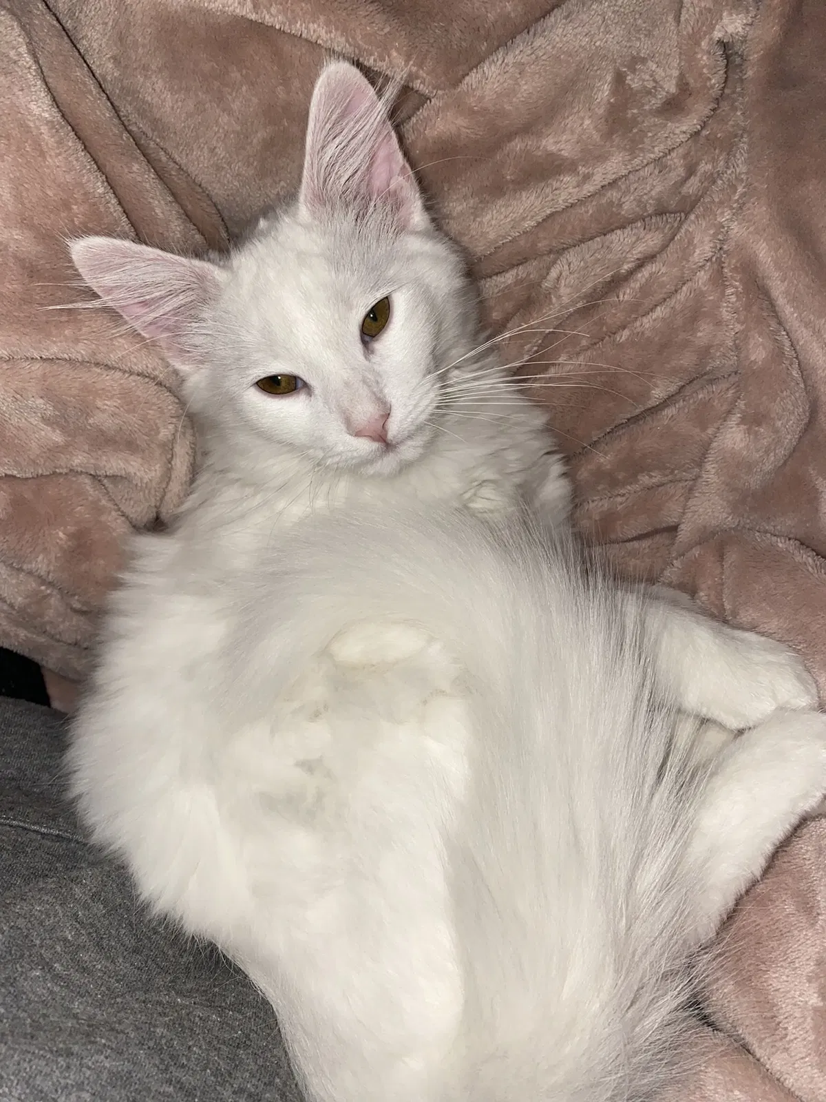 Lost cat in Clinton Township, MI, 48038