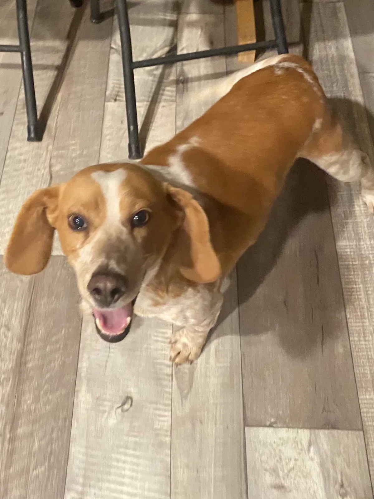 Found dog in Oak Hill, OH, 45656