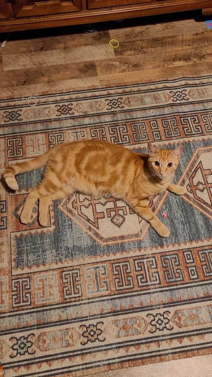Lost cat in Fayetteville, NC, 28314