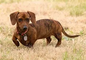 Lost dog in Henderson, NV, 89015