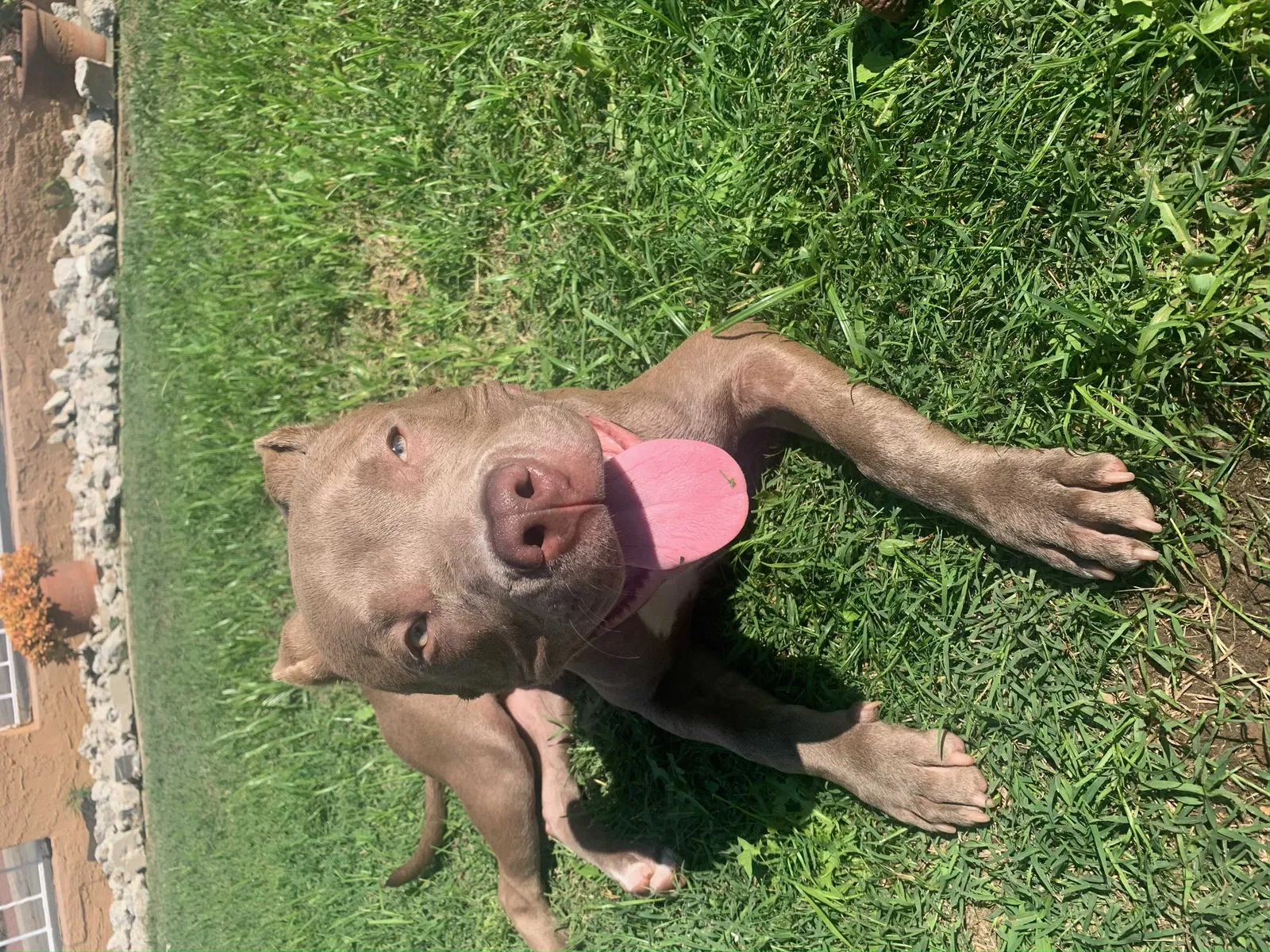 Lost dog in Grand Prairie, TX, 75050